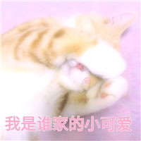 你从我眼里看到了什么猫咪表情 猫咪表情你从我眼里看到了什么