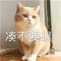 你从我眼里看到了什么猫咪表情 猫咪表情你从我眼里看到了什么