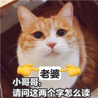 可爱猫咪表情包带字大全 做我的女人保证你做梦都笑醒