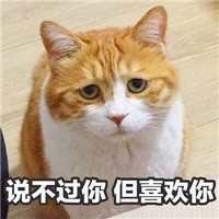 可爱猫咪表情包带字大全 做我的女人保证你做梦都笑醒