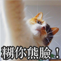 著名网黄猫日表情包带字 超萌超可爱的猫咪表情