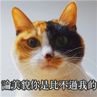 著名网黄猫日表情包带字 超萌超可爱的猫咪表情