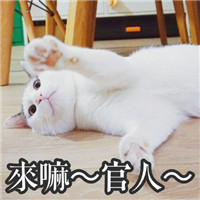 著名网黄猫日表情包带字 超萌超可爱的猫咪表情