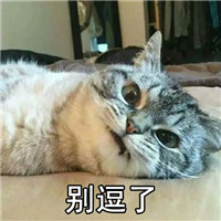 朋友系列可爱猫咪表情 你自己交的朋友你心里没点逼数吗