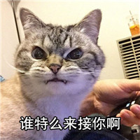 朋友系列可爱猫咪表情 你自己交的朋友你心里没点逼数吗