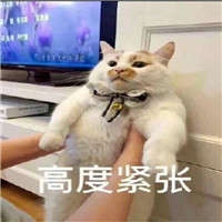 最可爱的猫咪表情包带字大全 宇宙最凶的猫来袭啦