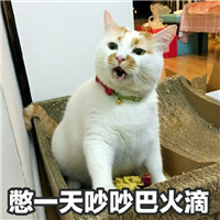 最可爱的猫咪表情包带字大全 宇宙最凶的猫来袭啦