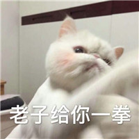 最可爱的猫咪表情包带字大全 宇宙最凶的猫来袭啦