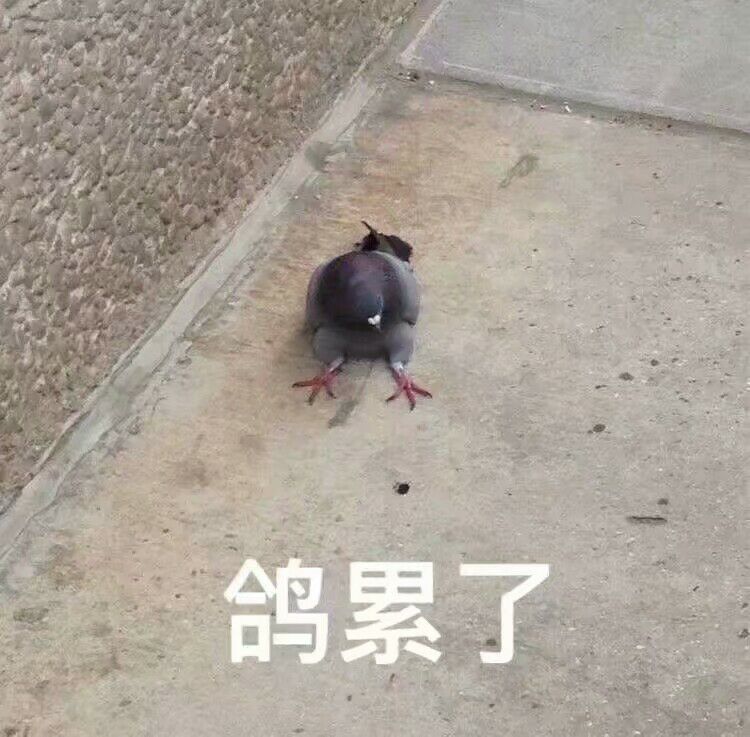 鸽累了