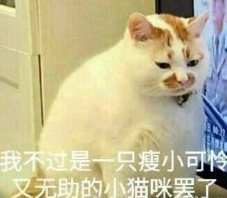 我不过是只瘦小可怜又无助的小猫咪罢