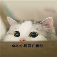 小仙女撒娇萌猫表情包可爱大全 仙女聊天必备萌猫表情包