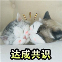 超会卖萌的可爱猫表情合集 快抱走这组可爱猫表情吧