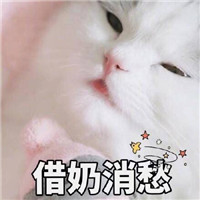 超会卖萌的可爱猫表情合集 快抱走这组可爱猫表情吧