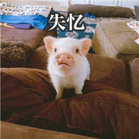 微博超火的小粉猪表情包带字大全 超萌超可爱小粉猪表情包