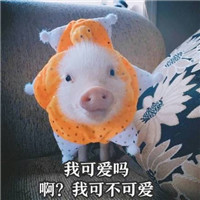 微博超火的小粉猪表情包带字大全 超萌超可爱小粉猪表情包