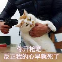 我要买这个表情包 我要买这个你给我买这个猫全套表情包