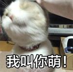 超萌的猫咪搞怪表情带字大全2017 小婊砸还不去铲屎