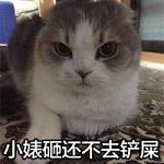 超萌的猫咪搞怪表情带字大全2017 小婊砸还不去铲屎