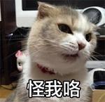 超萌的猫咪搞怪表情带字大全2017 小婊砸还不去铲屎