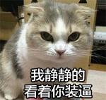 超萌的猫咪搞怪表情带字大全2017 小婊砸还不去铲屎