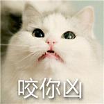 超萌的猫咪搞怪表情带字大全2017 小婊砸还不去铲屎
