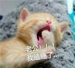 喊老公表情包2017最新 猫喊老公抱抱的表情包带字