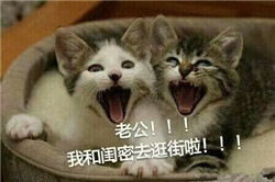 喊老公表情包2017最新 猫喊老公抱抱的表情包带字