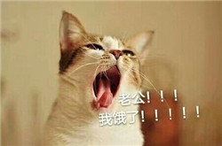 喊老公表情包2017最新 猫喊老公抱抱的表情包带字