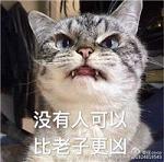 带文字的虎牙超凶猫表情包 超级无敌凶