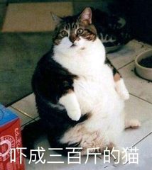 吓成三百斤的猫