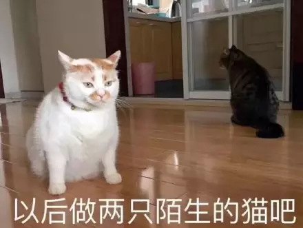 以后做两只陌生的猫吧