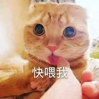 大眼折耳猫文字原创表情包 真的很想你