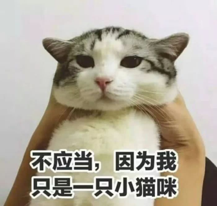 不应当，因为我只是一只小猫咪