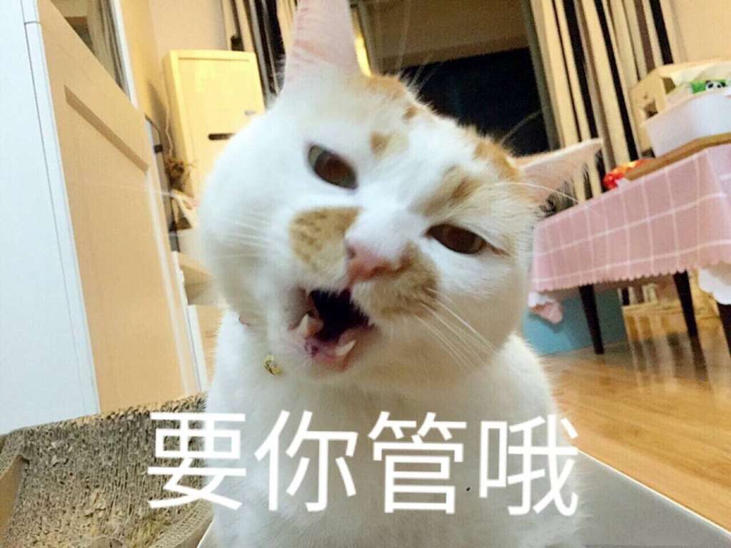 要你管哦