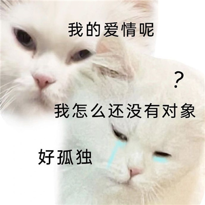 超级萌宠的小猫咪表情合集 超级实用的小猫咪趣味表情大全