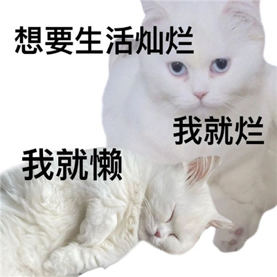 超级萌宠的小猫咪表情合集 超级实用的小猫咪趣味表情大全