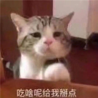 2022小猫咪超级可爱卖萌表情合集 我的人生完了