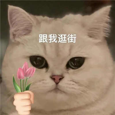 猫猫送花超萌超可爱表情大全 全网都很火很热门的表情精选