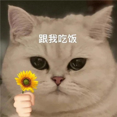 猫猫送花超萌超可爱表情大全 全网都很火很热门的表情精选