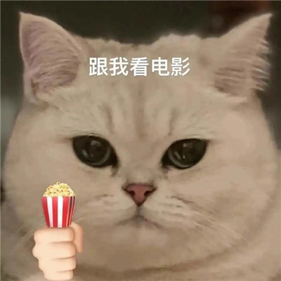 猫猫送花超萌超可爱表情大全 全网都很火很热门的表情精选