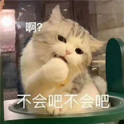 很有趣的发给对象的猫咪带字表情 要不咋们两吵一架吧