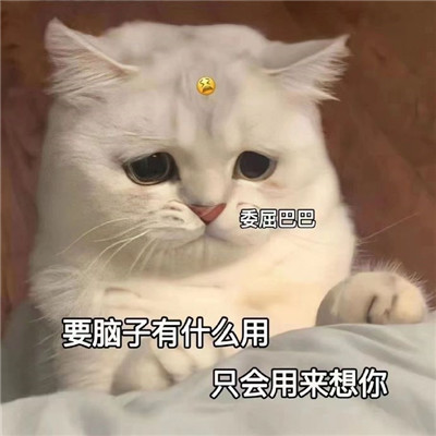 很有趣的发给对象的猫咪带字表情 要不咋们两吵一架吧