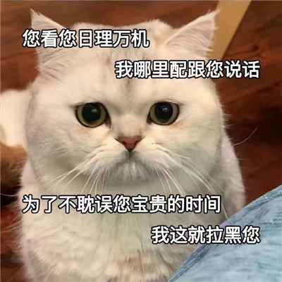 很有趣的发给对象的猫咪带字表情 要不咋们两吵一架吧