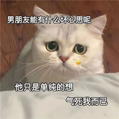 很有趣的发给对象的猫咪带字表情 要不咋们两吵一架吧