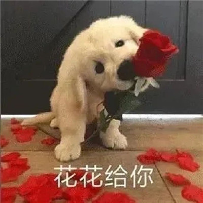 精选聊天的趣味表情包大全 又到了存表情包的快乐时间