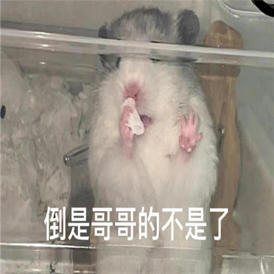 热门好笑无水印表情可爱 倒是妹妹的不是了