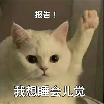 猫咪报告表情包合集搞笑 报告我想喝奶茶