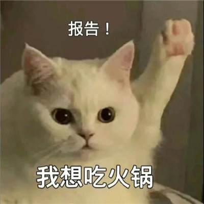 猫咪报告表情包合集搞笑 报告我想喝奶茶