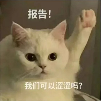 猫咪报告表情包合集搞笑 报告我想喝奶茶