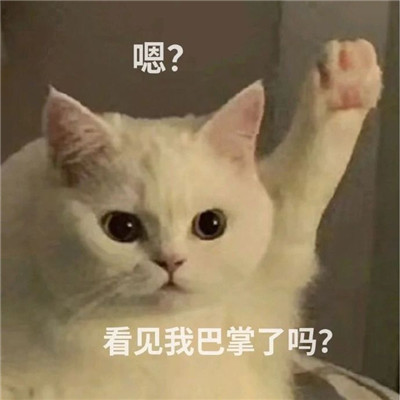 猫咪报告表情包合集搞笑 报告我想喝奶茶